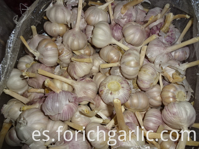 Normal Garlic Crop 2019